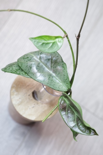 Hoya sp. Lai Chau Silver (Round form)
