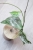 Hoya sp. Lai Chau Silver (Round form)
