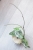 Hoya sp. Lai Chau Silver (Round form)