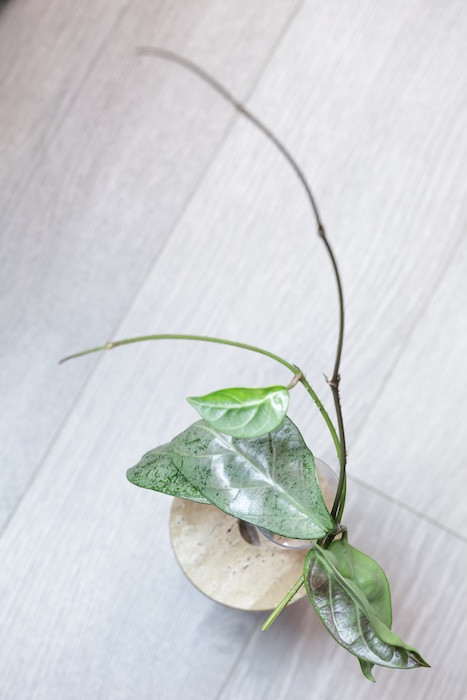 Hoya sp. Lai Chau Silver (Round form)