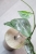 Hoya sp. Lai Chau Silver (Round form)