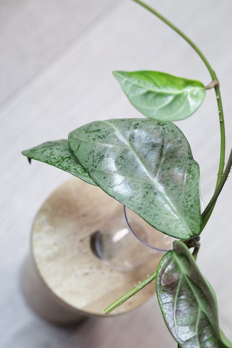 Hoya sp. Lai Chau Silver (Round form)