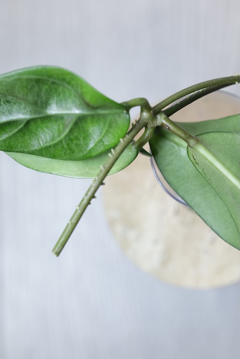 Hoya sp. Lai Chau Silver (Round form)