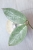 Hoya sp. Lai Chau Silver (Round form)
