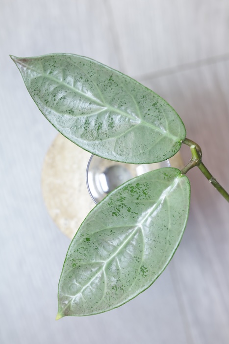 Hoya sp. Lai Chau Silver (Round form)