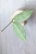 Hoya sp. Lai Chau Silver (Round form)