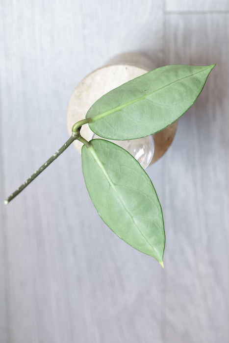 Hoya sp. Lai Chau Silver (Round form)