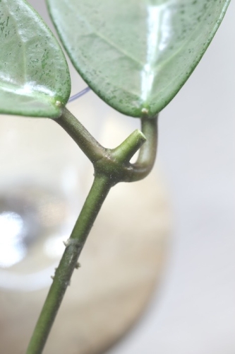 Hoya sp. Lai Chau Silver (Round form)