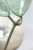 Hoya sp. Lai Chau Silver (Round form)
