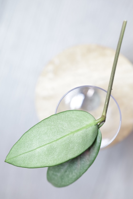 Hoya sp. Lai Chau Silver (Narrow form)