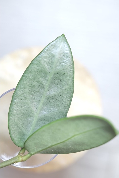 Hoya sp. Lai Chau Silver (Narrow form)