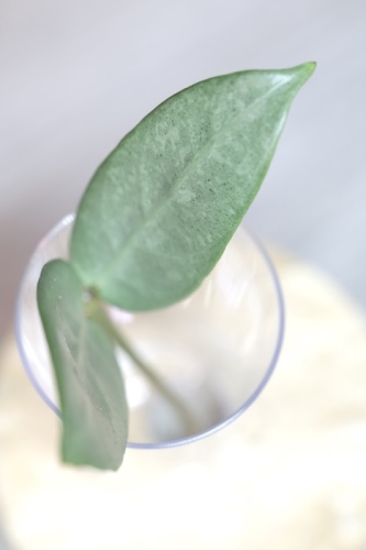Hoya sp. Lai Chau Silver (Narrow form)