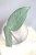 Hoya sp. Lai Chau Silver (Narrow form)