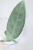 Hoya sp. Lai Chau Silver (Narrow form)