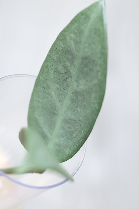 Hoya sp. Lai Chau Silver (Narrow form)
