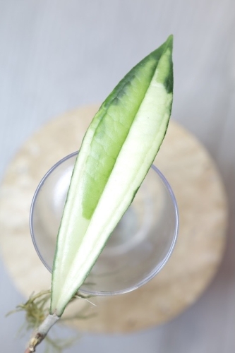 Hoya Rigidifolia Variegated