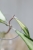 Hoya Rigidifolia Variegated