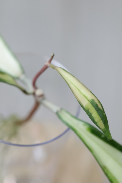 Hoya Rigidifolia Variegated