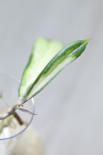 Hoya Rigidifolia Variegated