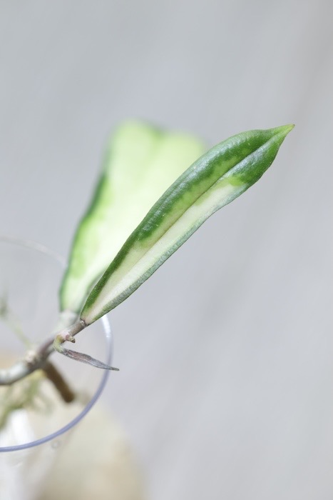 Hoya Rigidifolia Variegated