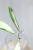 Hoya Rigidifolia Variegated
