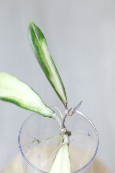 Hoya Rigidifolia Variegated