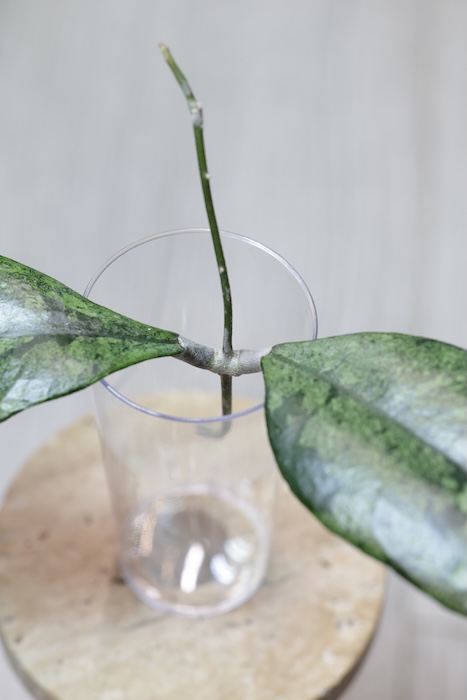 Hoya Finlaysonii Panggha Silver