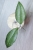 Hoya Finlaysonii Panggha Silver