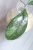 Hoya Finlaysonii Panggha Silver