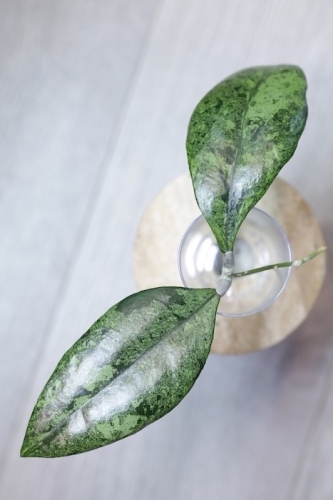 Hoya Finlaysonii Panggha Silver