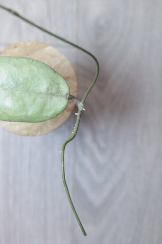 Hoya sp. Menak Sopal Silver