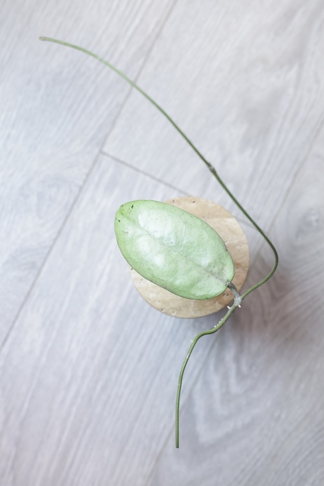 Hoya sp. Menak Sopal Silver