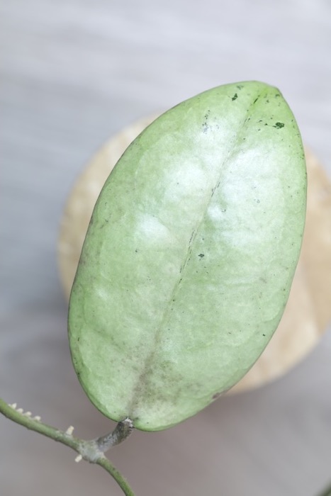 Hoya sp. Menak Sopal Silver
