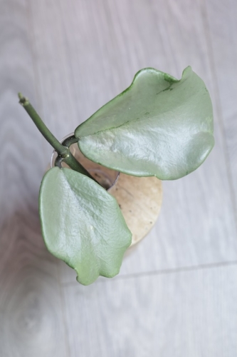 Hoya Kerrii Silver