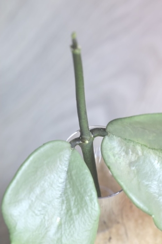 Hoya Kerrii Silver