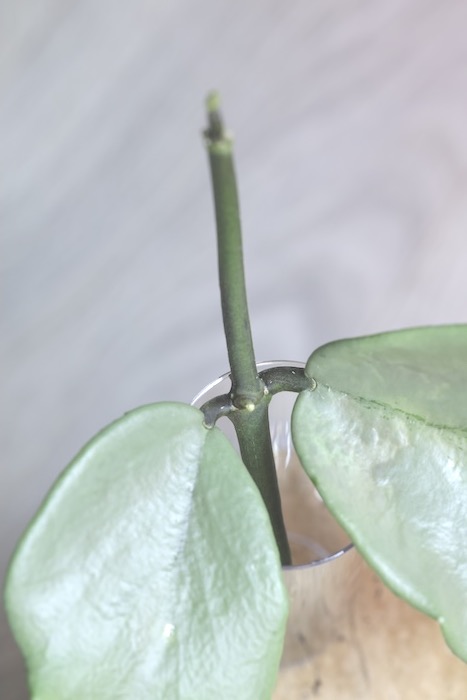 Hoya Kerrii Silver