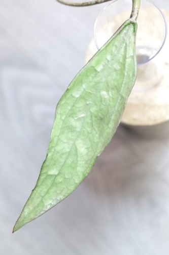 Hoya Germany Silver