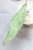 Hoya Germany Silver