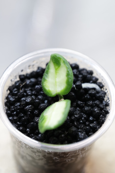 Hoya Tengchongensis Variegataa
