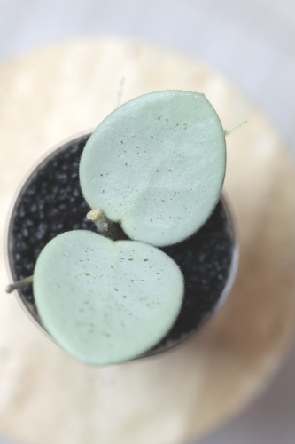 Hoya Grey Fairy (Mathilde mutation)