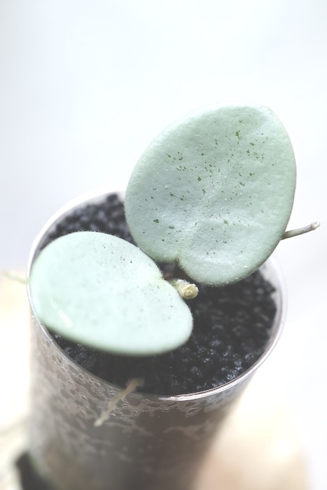 Hoya Grey Fairy (Mathilde mutation)