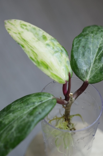 Hoya Crocodile