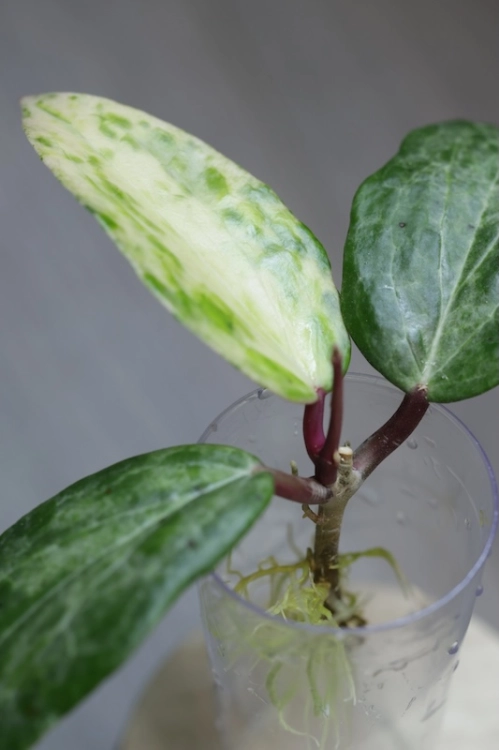 Hoya Crocodile