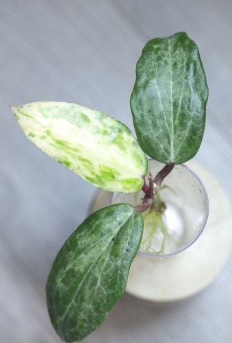 Hoya Crocodile