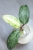 Hoya Crocodile