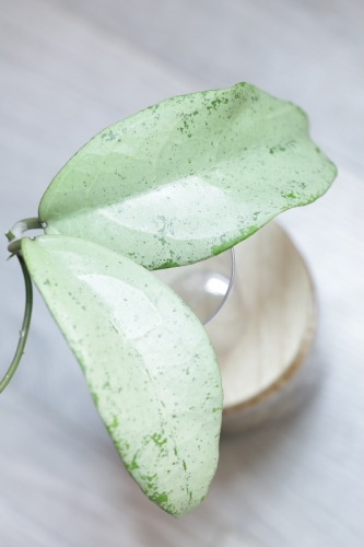 Hoya Emperor Silver (aff Clemensiorum)