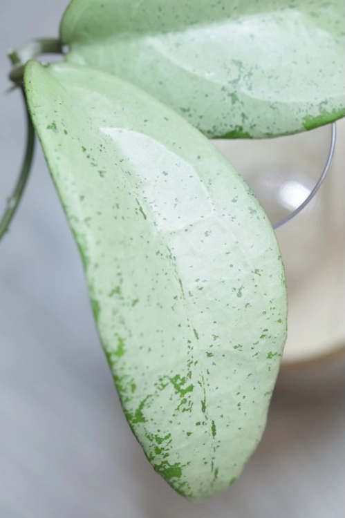 Hoya Emperor Silver (aff Clemensiorum)