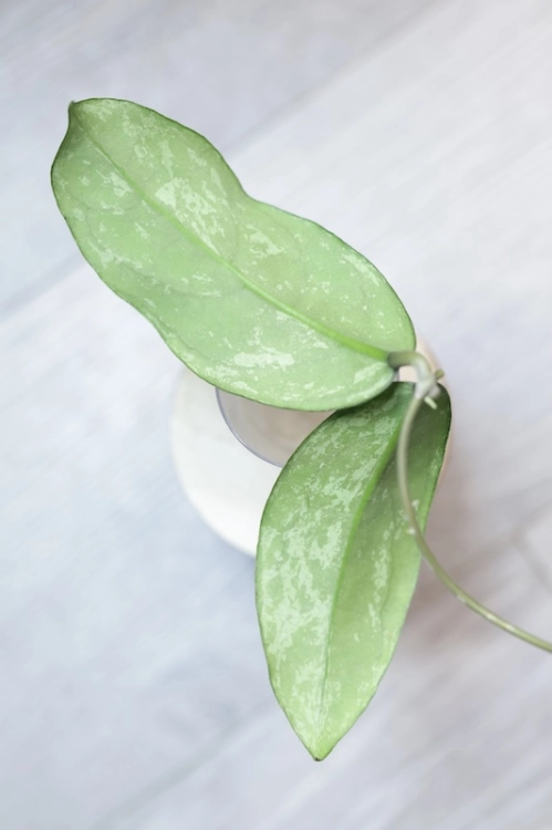 Hoya Emperor Silver (aff Clemensiorum)