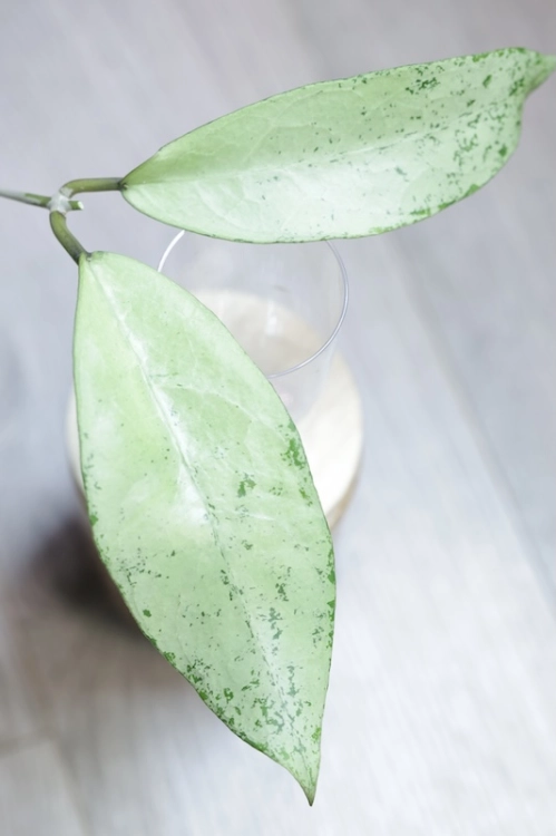 Hoya Emperor Silver (aff Clemensiorum)