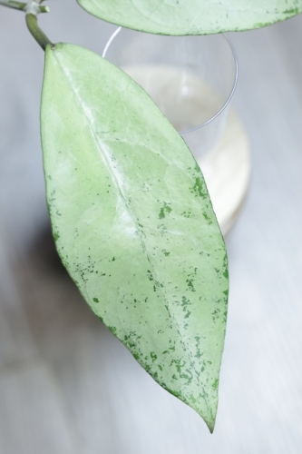 Hoya Emperor Silver (aff Clemensiorum)